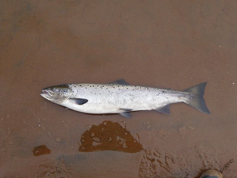 101 Kaitum Lachs 101 Kaitum Lachs